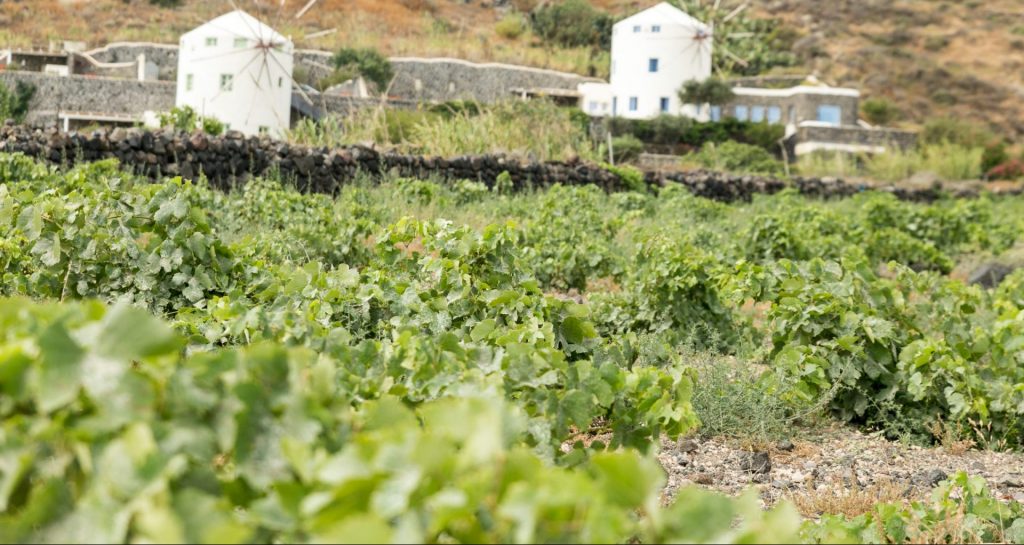 VASSALTIS VINEYARDS