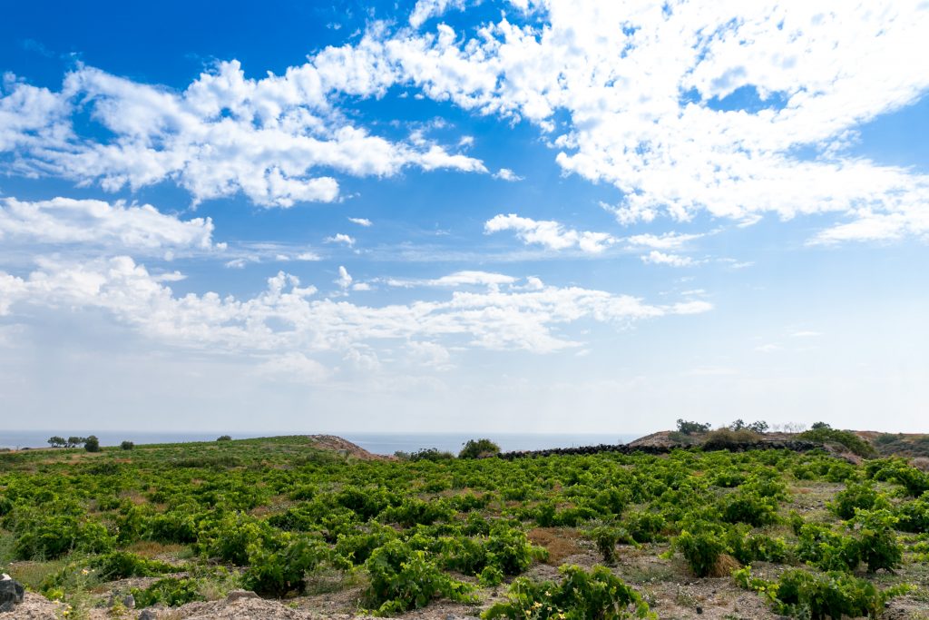 VASSALTIS VINEYARDS