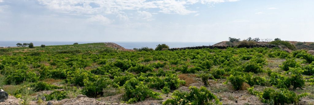 VASSALTIS VINEYARDS
