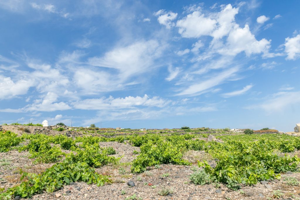 VASSALTIS VINEYARDS