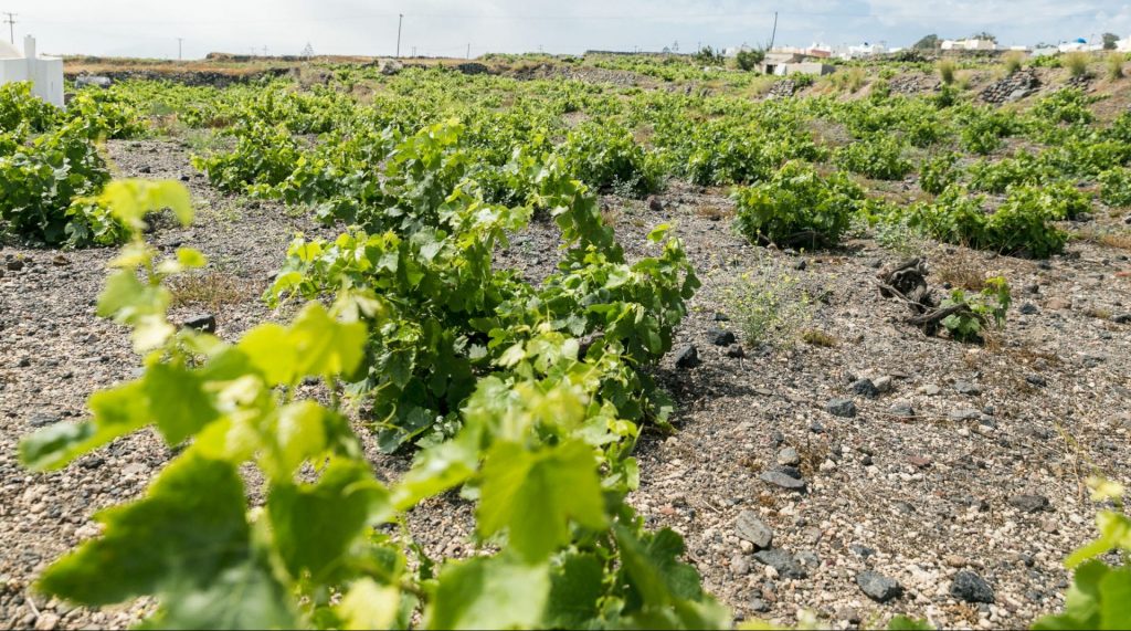 VASSALTIS VINEYARDS