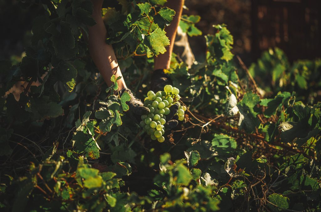 VASSALTIS VINEYARDS
