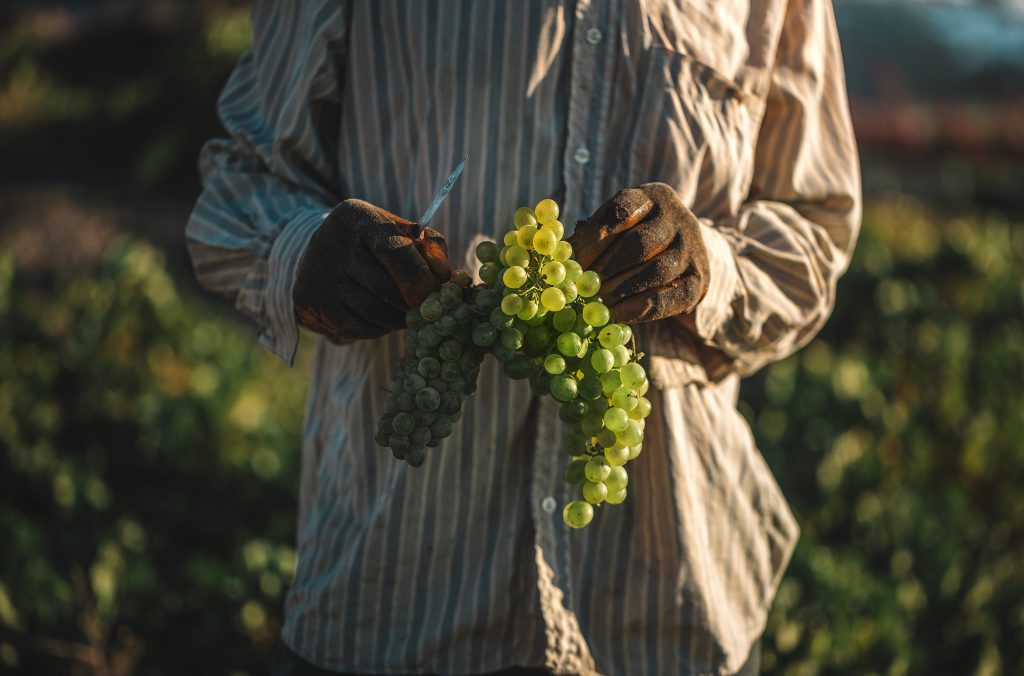 VASSALTIS VINEYARDS